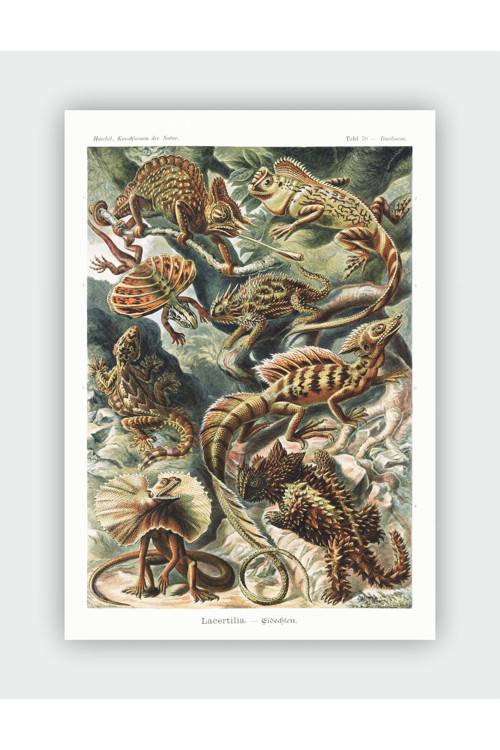 Kunstformen Der Natur Ernst Haeckel Duvar Posteri - Kalın Kağıt - Çerçevesiz