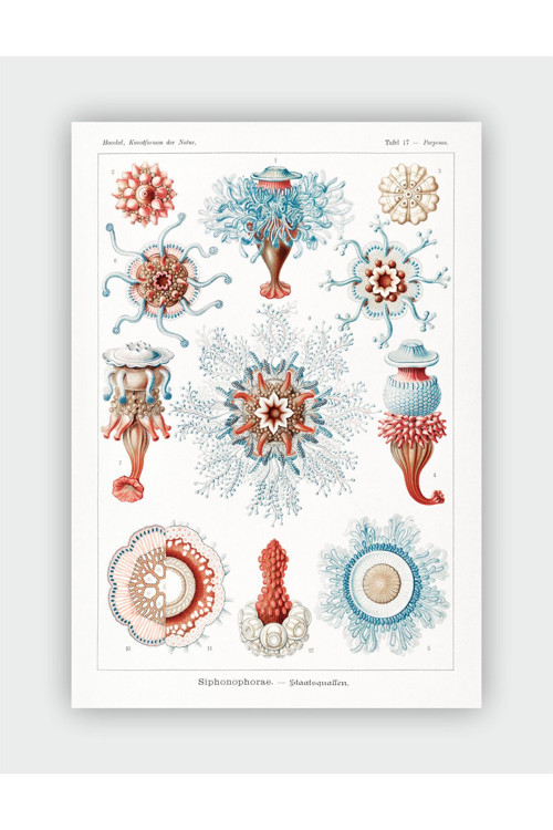 Siphonophorse Kunstformen Der Natur Ernst Haeckel Duvar Posteri - Kalın Kağıt - Çerçevesiz