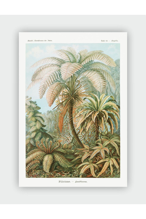 Kunstformen Der Natur Ernst Hacker Duvar Posteri - Kalın Kağıt - Çerçevesiz