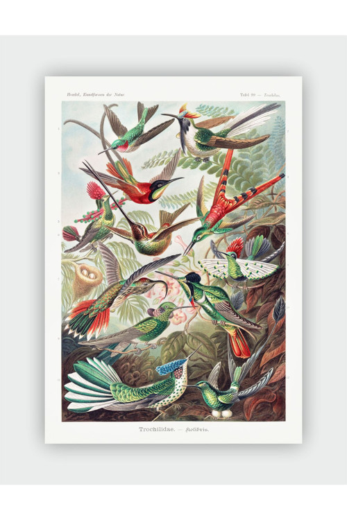 Trochilidae Kunstformen Der Natur Ernst Haeckel Duvar Posteri - Kalın Kağıt - Çerçevesiz