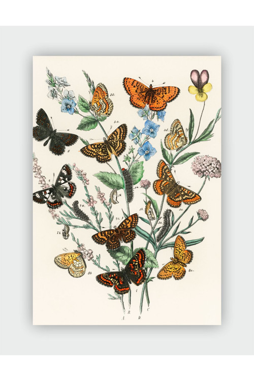 Vintage Butterfly And Flower Vintage Art Duvar Posteri - Kalın Kağıt - Çerçevesiz