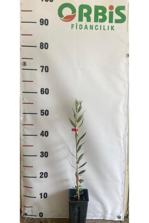 10 Adet Arbequina Bodur Zeytin Fidanı – Sık Dikime Uygun, Yüksek Kaliteli Yağlık Çeşit