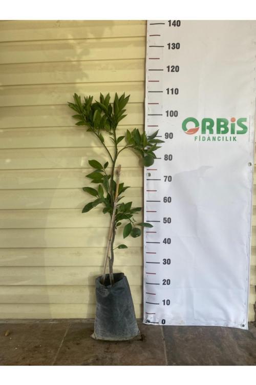 Aşılı 3 Yaş Satsuma Rize Mandalina Fidanı