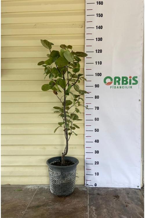 Aşılı 4-5 Yaş Ekmek Ayvası Fidanı