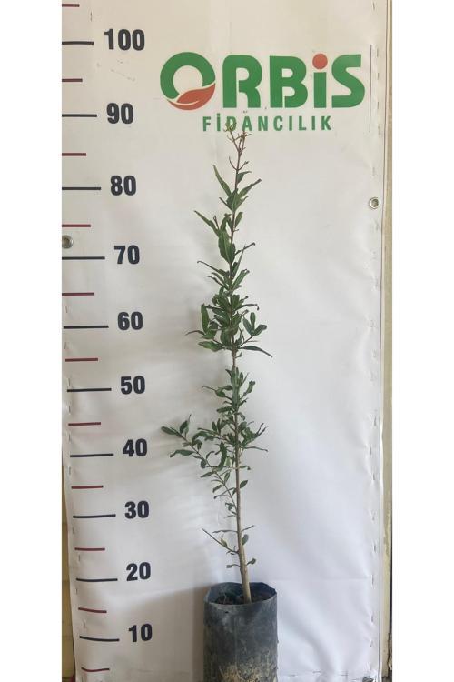 Ekşi Nar Fidanı Sağlıklı Ve Yüksek Verimli