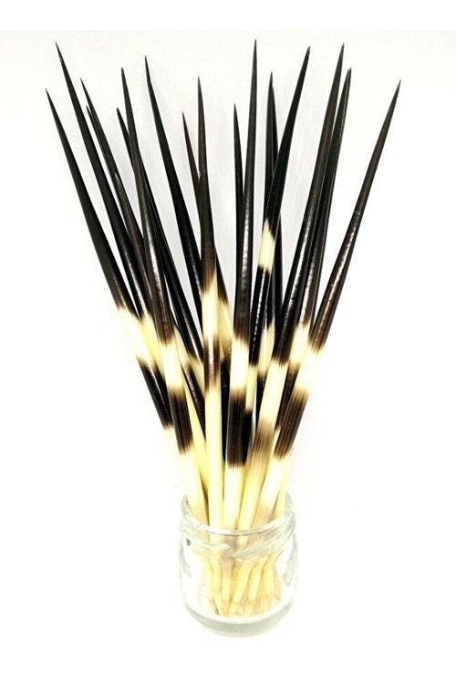 Kirpi Dikeni-Kirpi Oku- Büyük Boy (21-26 Cm Arası) Rölyef Sanatına Uygun