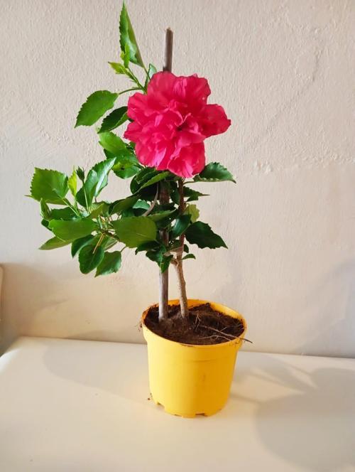 Katmerli Japon Gülü (Hibiscus) Fuşya Rengi Canlı Saksı Çiçeği - Ev, Balkon, Bahçe Dekorasyon Çiçeği