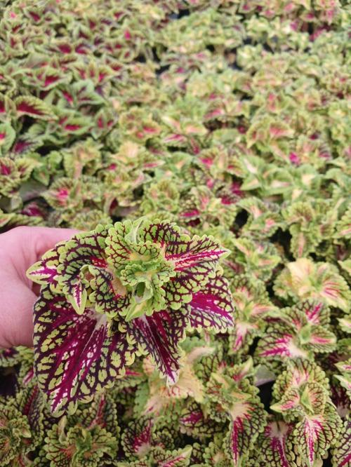 Canlı Renkli Coleus Fideleri - 2'li Set - Ev & Bahçe Süs Bitkisi