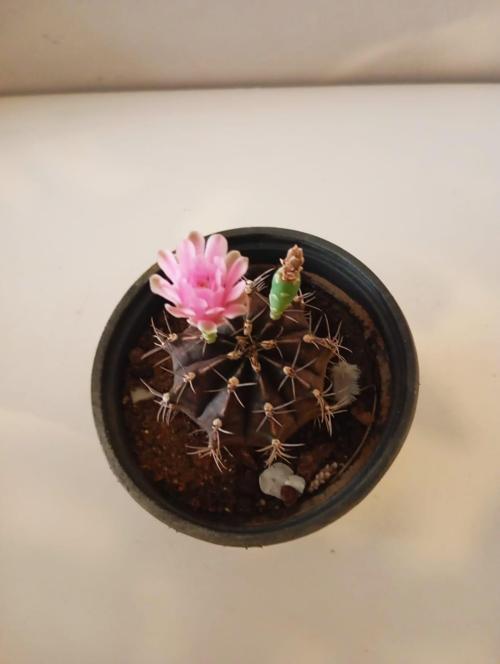 Pembe Çiçek Açan Aşılı Ay Kaktüsü Nadir Gymnocalycium Mihanovichii