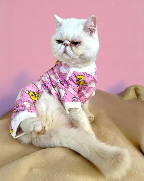 Teddy Toad Penye Kedi Tulum Pijama