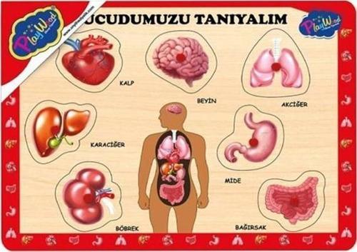Ahşap Tutmalı Vücudumuzu Tanıyalım ONY287 Playwood