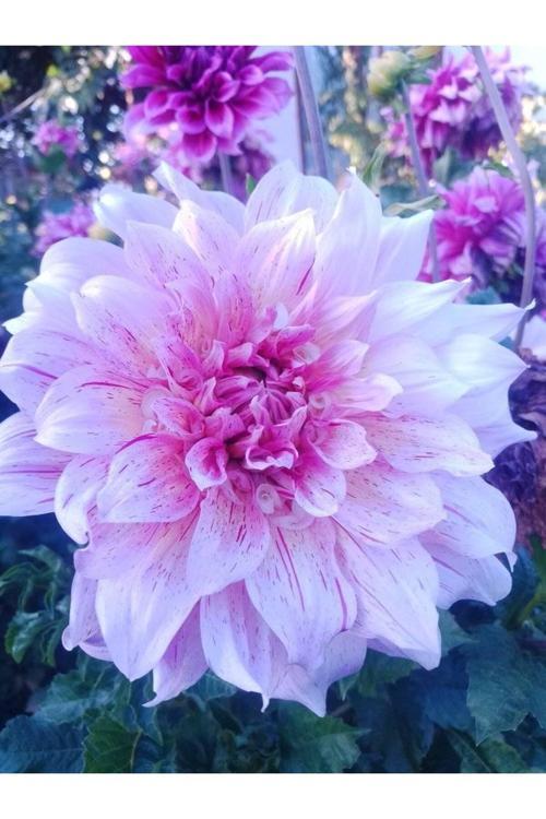 Dev Çiçekli White Lace Dahlia Yıldız Çiçeği Yumrusu 3 Adet