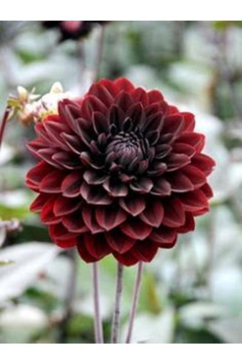 1 Adet Bordo Renk Dekoratif Yıldız (Dahlia) Çiçek Soğanı