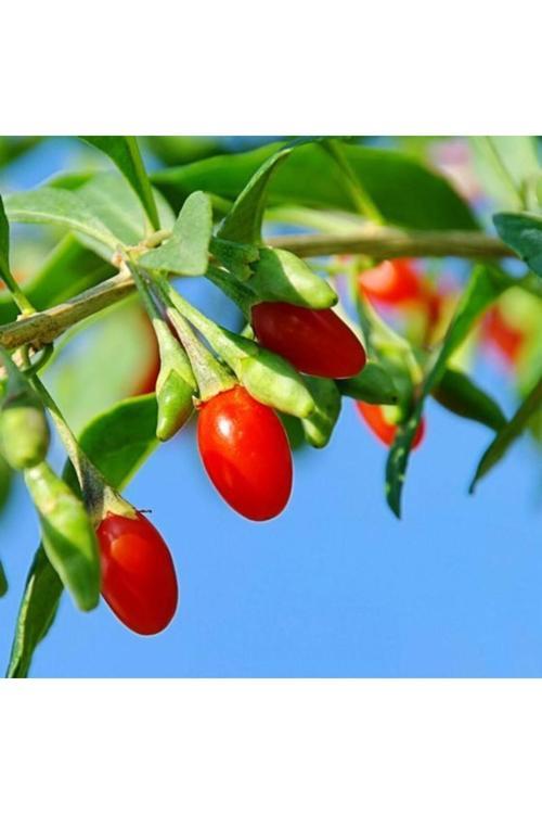 Gojiberry Fidanı Doğanın Mucizesi Gojiberry'Yi Bahçenize Taşıyın Lycium Barbarum 1Adet
