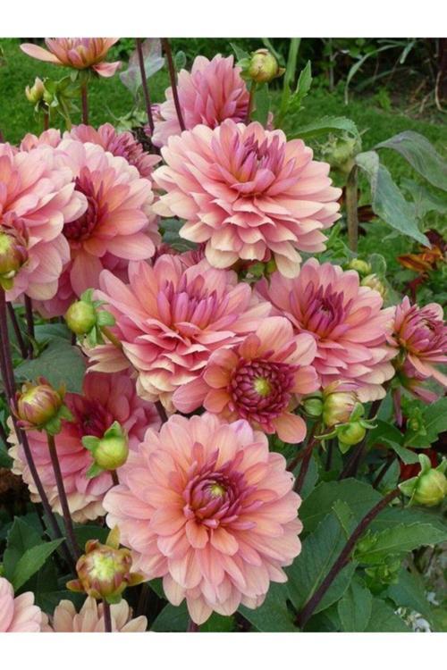3 Adet Yavruağzı Renk Yıldız (Dahlia) Çiçek Soğanı