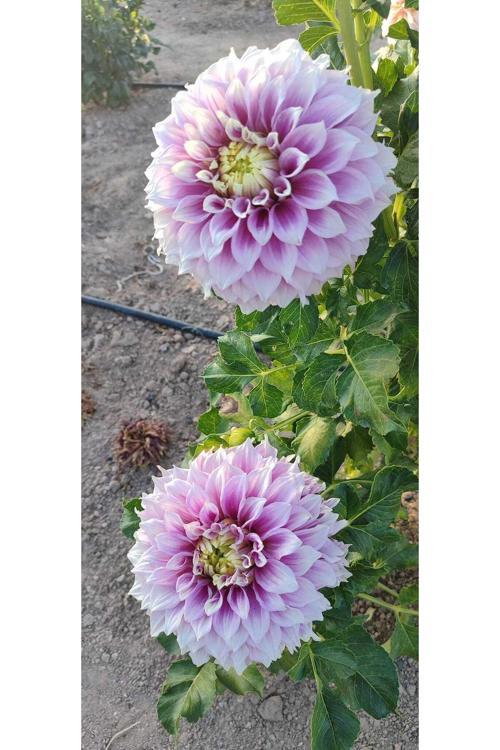 50 Adet Karık Renk Yıldız Dahlia Çiçeği Yumrusu Soğanı.Yeni Mahsul..