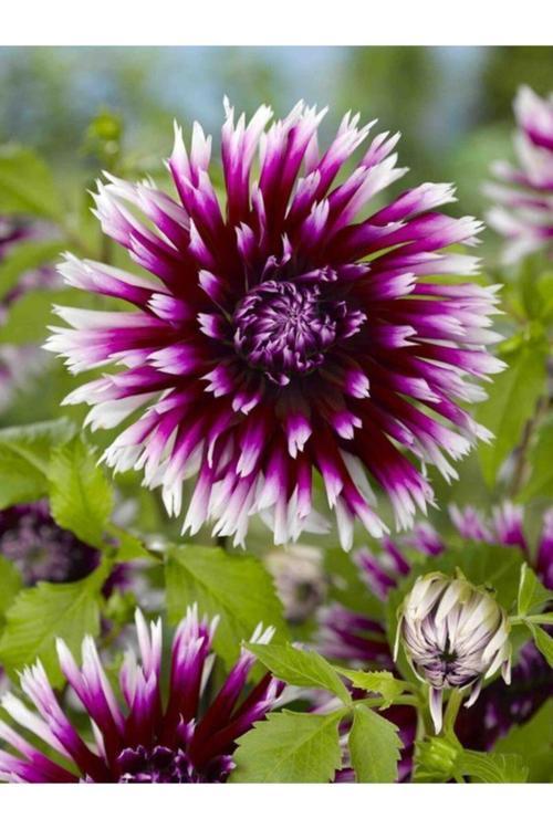 2 Adet Mor-Beyaz Kırçıl Yıldız Çiçeği Soğanı (Dahlia)