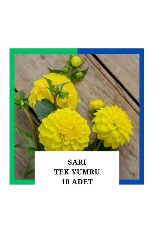 Yıldız Çiçeği (Dahlia) Soğanı/Yumrusu - Sarı 1 Yumru (10 Adet)