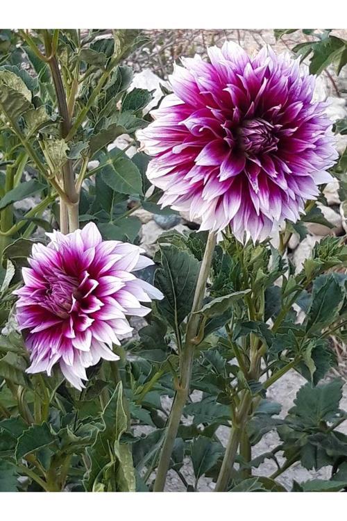 Mor Beyaz Dahlia Yıldız Çiçeği Soğanı Yumrusu...