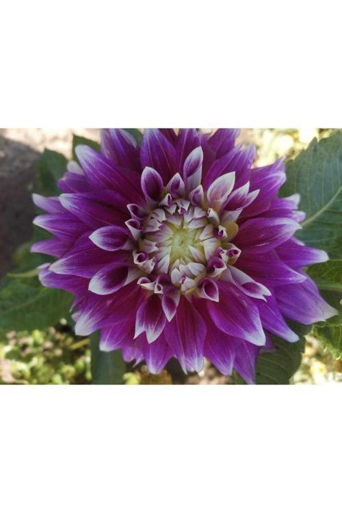Büyük Çiçekli Jil Dahlia Yıldız Çiçeği Yumrusu (1 Adet )