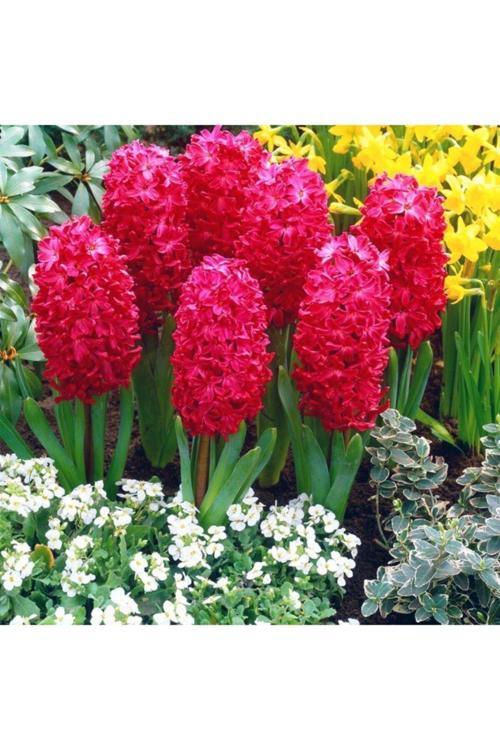 Scarlet Pearl Sümbül Soğanı(3 Adet)