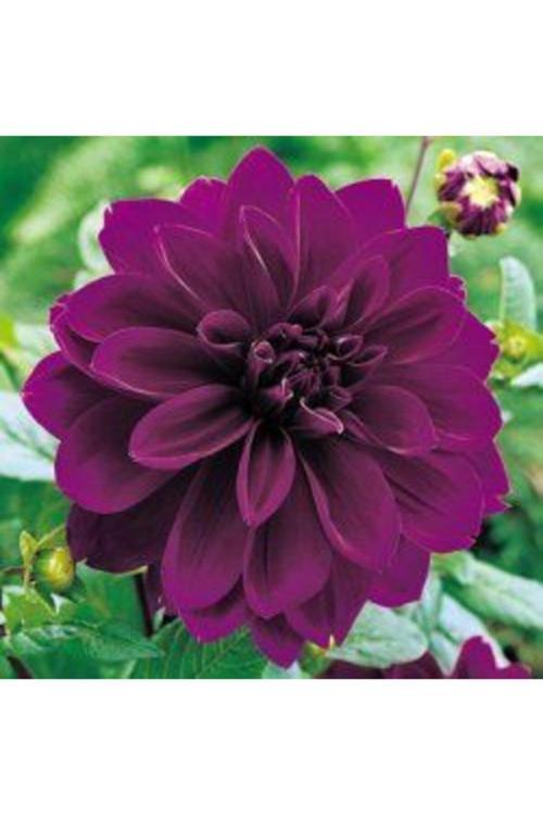 1 Adet Mor Renk Dekoratif Yıldız (Dahlia) Çiçek Soğanı