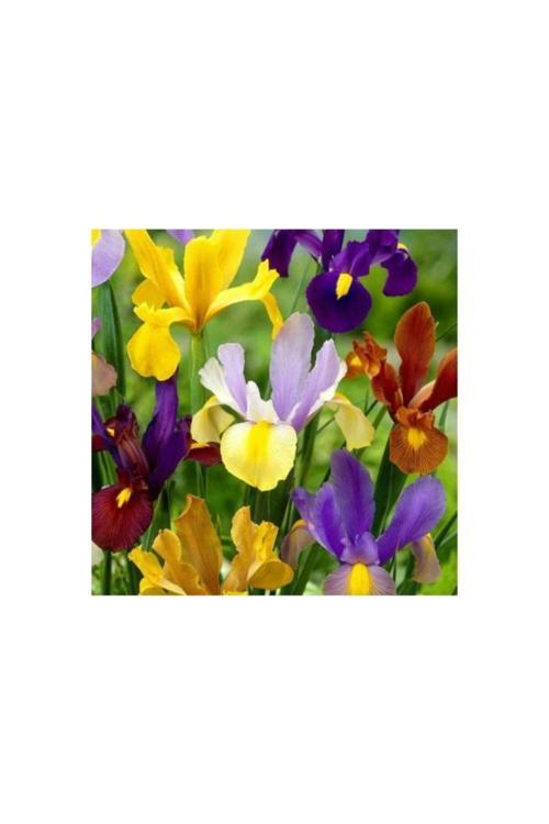 Golden Beauty Iris Süsen Soğanı -50 Adet