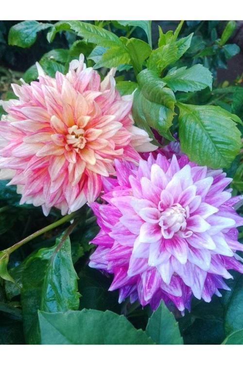 20 Adet Karışık Renk Yıldız (Dahlia) Çiçek Soğanı...