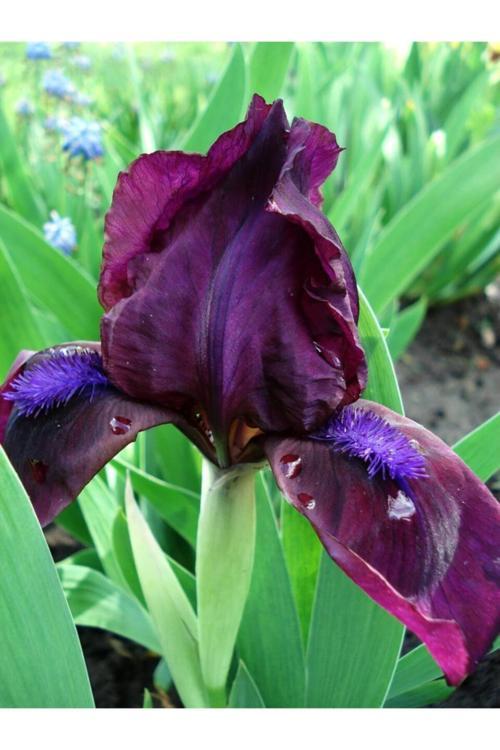 Koyu Bordo Siyah Damarlı Iris Süsen Çiçegi Soganı
