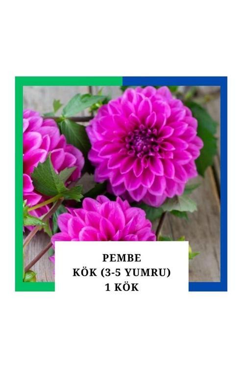 Yıldız Çiçeği (Dahlia) Soğanı/Yumrusu - Pembe 4-5 Yumru (1 Adet)