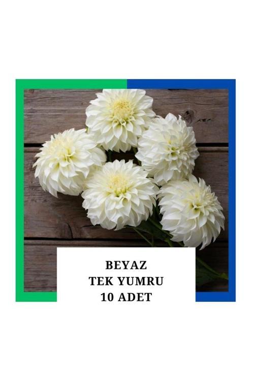 Yıldız Çiçeği (Dahlia) Soğanı/Yumrusu - Beyaz 1 Yumru (10 Adet)