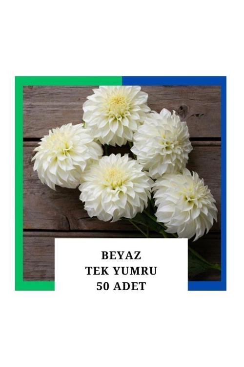 Yıldız Çiçeği (Dahlia) Soğanı/Yumrusu - Beyaz 1 Yumru (50 Adet)