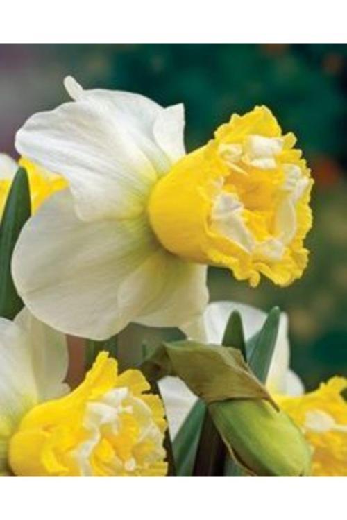 6 Adet İthal Kokulu Nergis Çiçek Soğanı