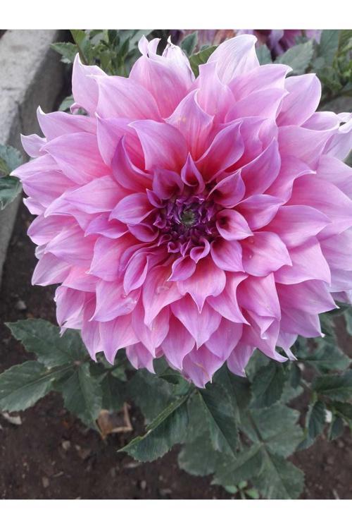 Dev Çiçekli Galaxie Dahlia Yıldız Çiçeği Yumrusu 3 Adet