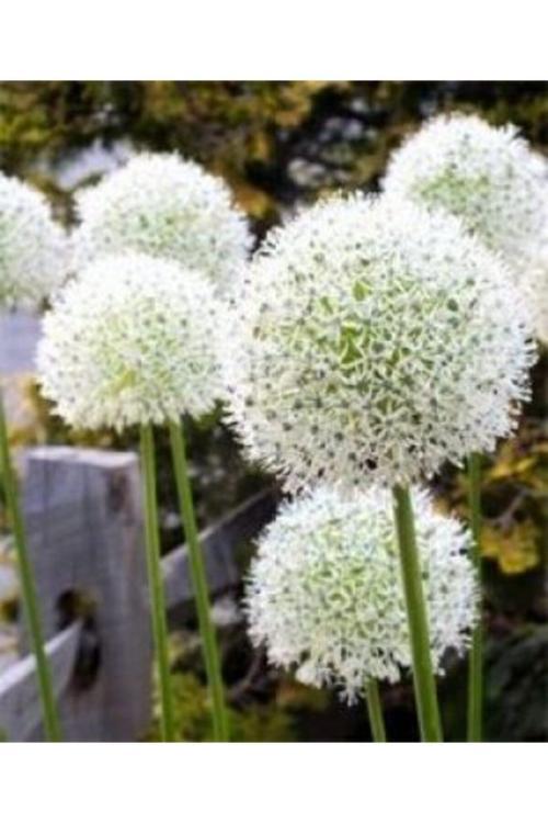 2 Adet Kar Topu Allium Wizard Çiçeği Soğanı