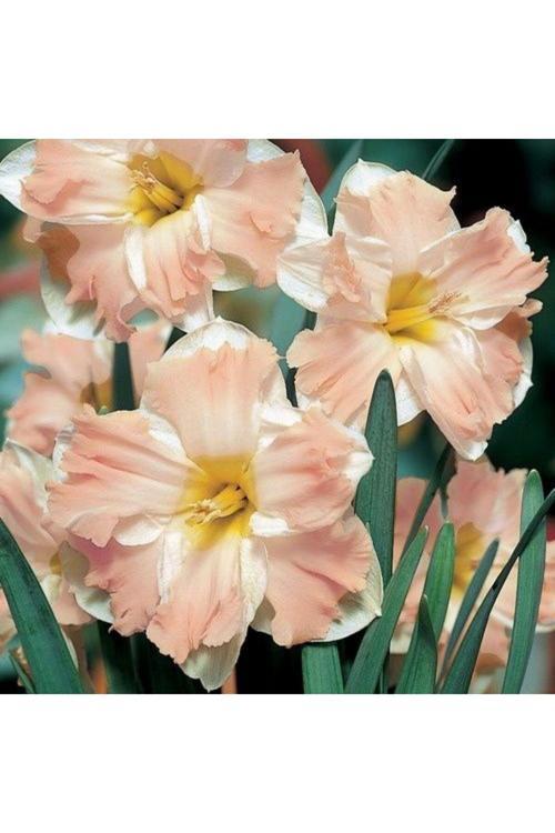 4 Adet İthal Nergis Çiçek Soğanı Kokulu