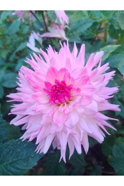 2 Adet Çift Renkli Yıldız Çiçeği Soğanı (Dahlia) Yumrusu..