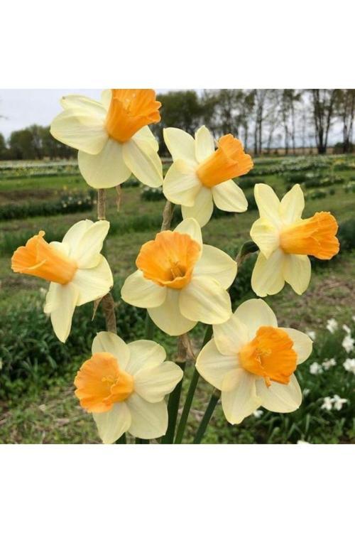 4 Adet Nergis Çiçek Soğanı Kokulu