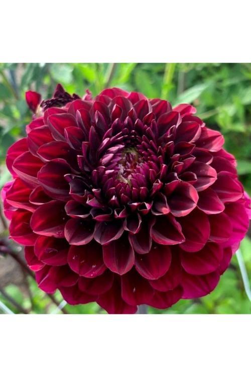 Koyu Bordo Dahlia Yıldız Çiçegi Soganı 2 Adet
