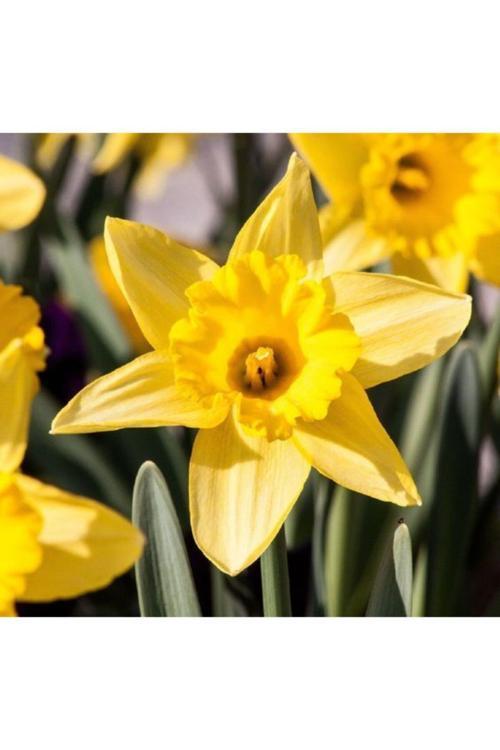 Sarı Renkli Nergis Çiçeği Soğanı Kokulu 4 Adet