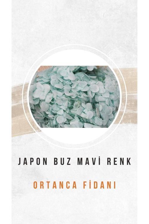 5 Adet Japon Buz Mavisi Ortanca Çiçeği Fidanı Tüplü