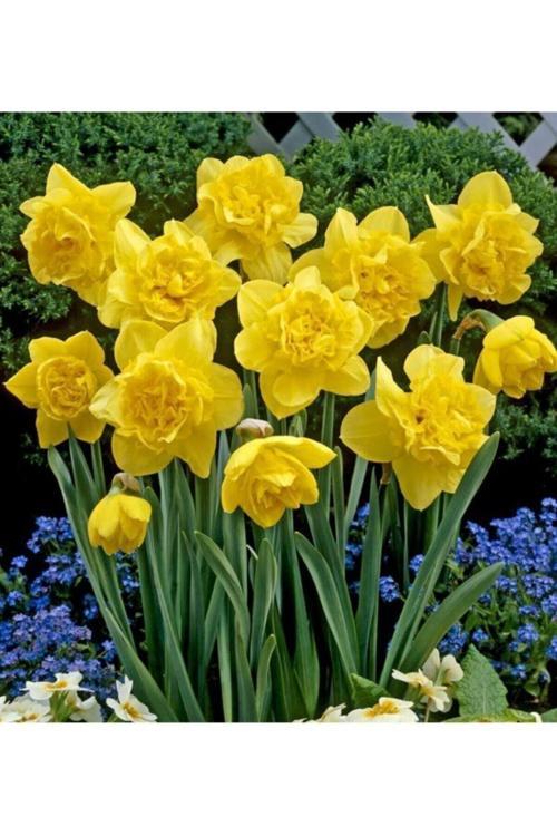 4 Adet Katmerli Sarı Renkli Nergis Çiçeği Soğanı