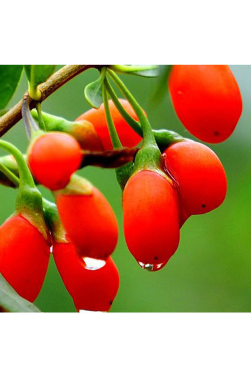 12 Adet Goji Berry Fidanı ( Damaye ) Tombul Meyve 9 Luk Saksıda 12 Ay Dikim Yapılabilir