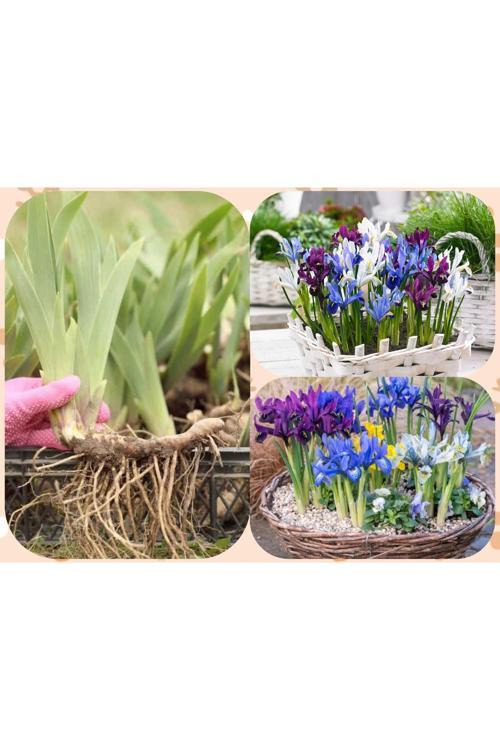 10 Adet Saksılık İris Süsen Soğanı Germany İris