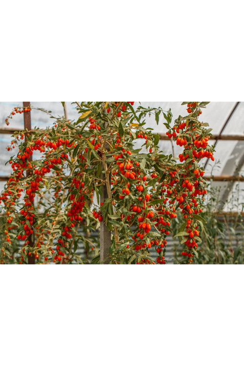 3 Adet Goji Berry ( Nq7 ) Fidanı Tüplü Aşılı ..12 Aydikim .