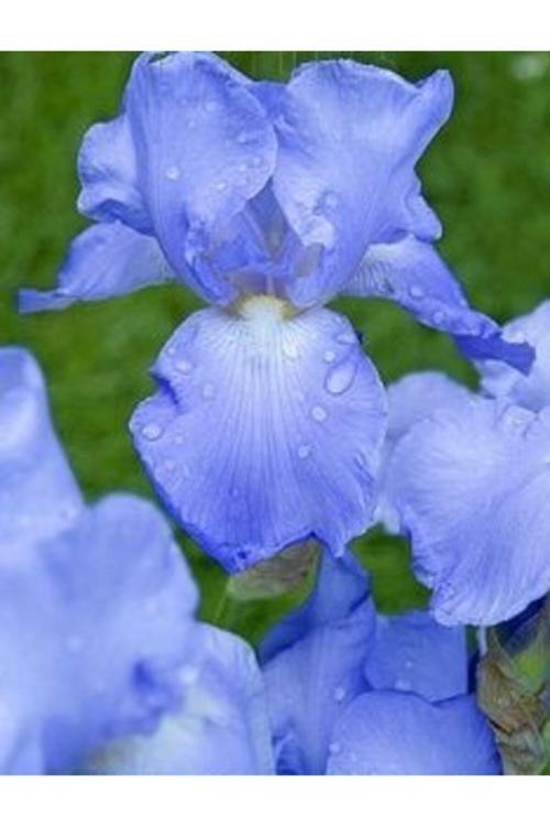 2 Adet Iris Germenica Gök Mavi Renk Çiçek Soğanı