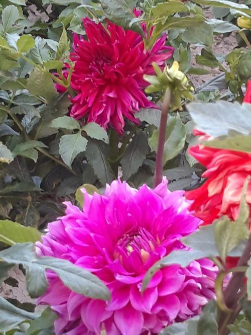 30 Adet Dev Yıldız Dahlia Çiçeği Soğanı Yumrusu 12 Renk Karışık Yumru Boyu 10 Cm.yeni Mahsul.. Çimlenme Garantilidir..