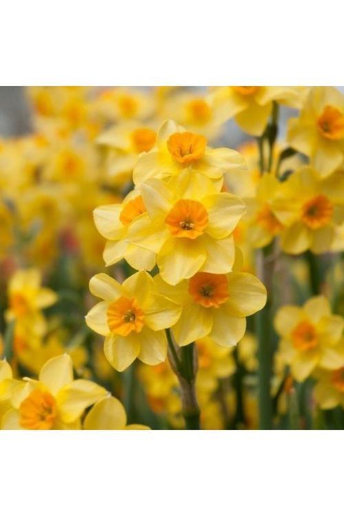 4 Adet İnci Sarı Renkli Nergis Çiçek Soğanı Kokulu