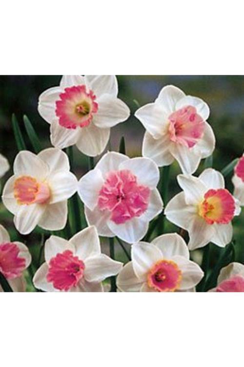 6 Adet Pembe Tonlar Nergis Çiçeği Soğanı