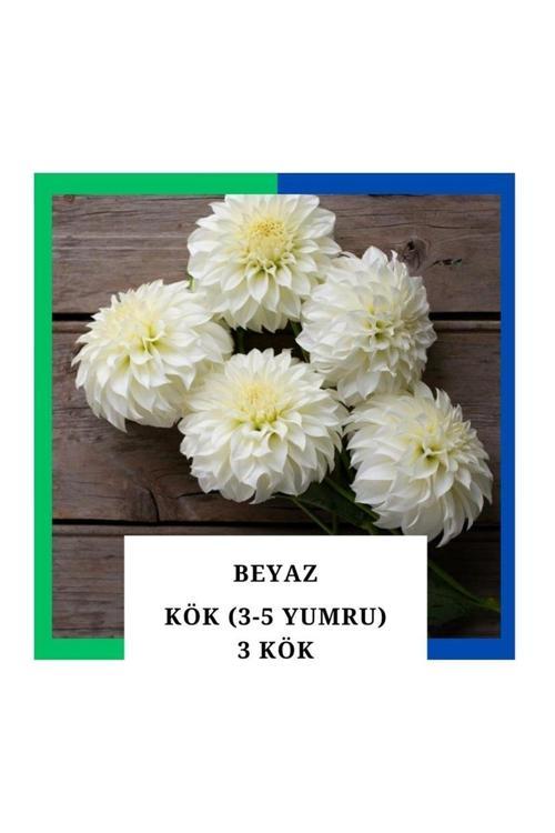 Yıldız Çiçeği Soğanı Yumrusu - Beyaz 4-5 Yumru (3 Adet)